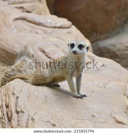 cute meerkat at the zoo