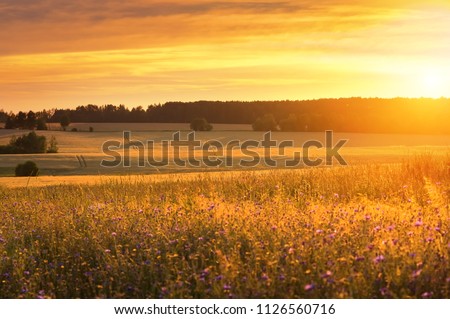 Similar – Foto Bild Kornblumenfeld Landschaft