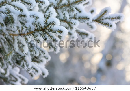 Snow-covered tree branch at sunset