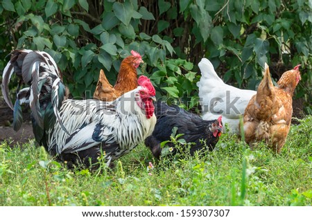 A flock of chickens walking on a green meadow.