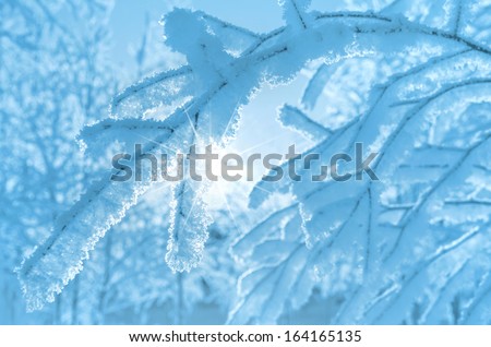 The branches in the frost in the sun