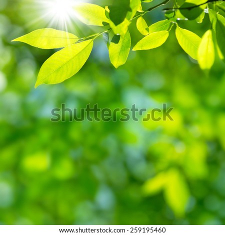 Bright spring natural background from the fresh leaves of willow