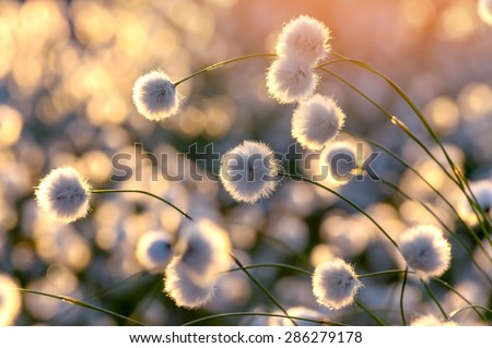 Blooming cotton grass on a background of a colorful sunset