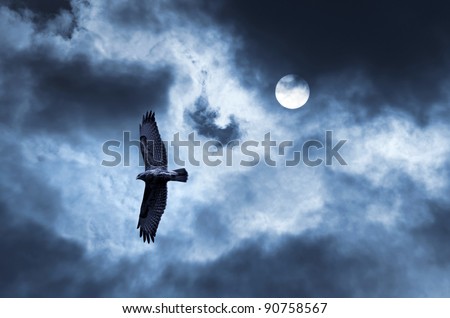 Eagle soars in the sky. The bird of prey soaring in the stormy sky