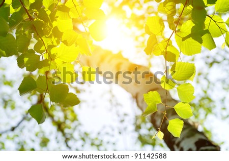 Birch leaves in the rising sun