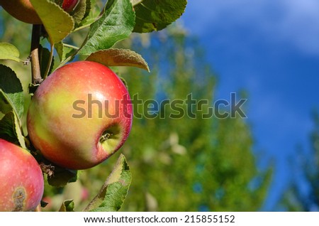 Beautiful color fresh apple standing on a branch of the tree in the orchard against the sky close-up