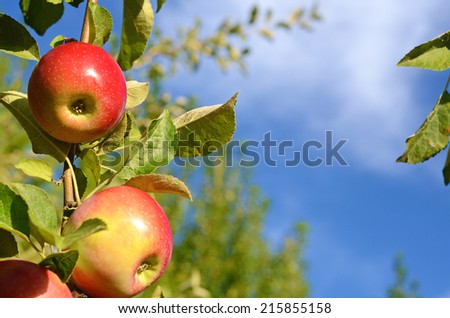 Beautiful color fresh apples standing on a branch of the tree in the orchard against the sky close-up (greetings postcard - concept)