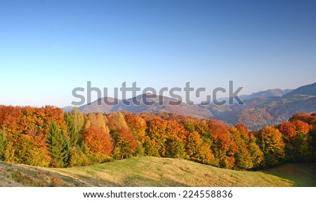 Scenic autumn landscape in the mountains cauliflower forest (relaxation, harmony - concept)