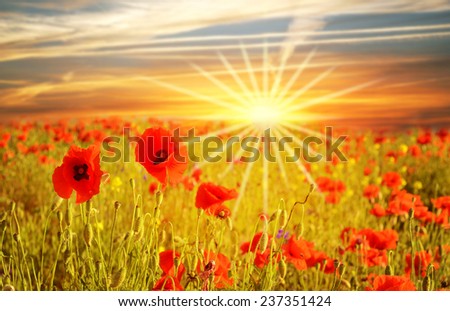 Magic landscape with flowers poppies at sunrise