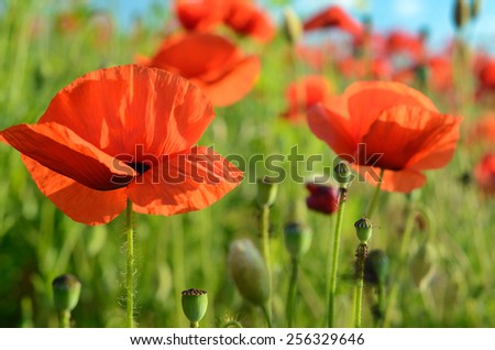 Scenic landscape with flowers poppies against the sky (rest, relaxation, meditation, stress relief - concept)