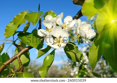 Pear blossom in spring garden in sunlight (backgrounds - concept)