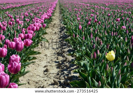 Mystical landscape with path in the midst of tulip fields of flowers (relaxation, meditation, stress reduction, background - concept)