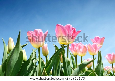 Beautiful flowers tulips against the sky (relaxation, meditation, stress management - concept)