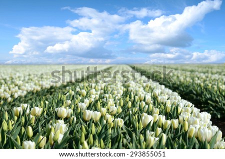 Mystical landscape with path in the midst of tulip fields of flowers against the sky with clouds (relaxation, meditation, stress reduction, background - concept)