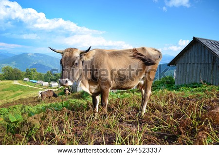 Beautiful landscape with a cow in the mountains on the background of clouds