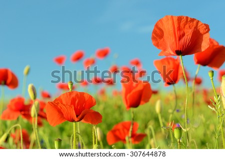 The charming landscape with poppies in sunny day against the sky (relaxation, meditation, harmony, love, feelings - concept)