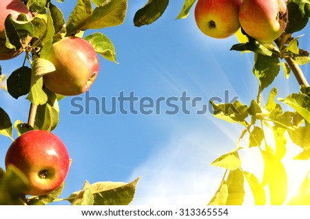 Beautiful color fresh apples standing on a branch of the tree in the orchard against the sky close-up (frame for greeting card - concept)
