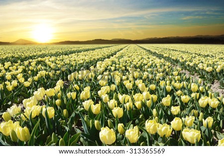 Wonderful landscape with a field of tulips flowers at sunrise (relaxation, meditation, stress management - concept)