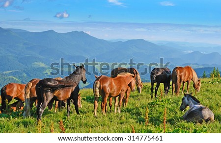 A magical landscape with herd of horses on a background of mountains (tranquility, meditation, fairy tale, mythic world, family - concept)