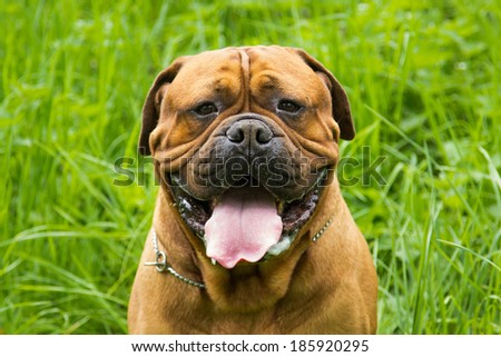 big dog sitting in grass