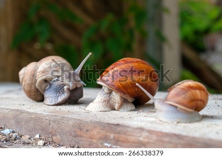 snail three spiral shell tentacles wild nature
