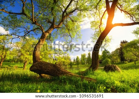 Similar – Foto Bild Sonnenaufgang, Wiese, Baum und Bach