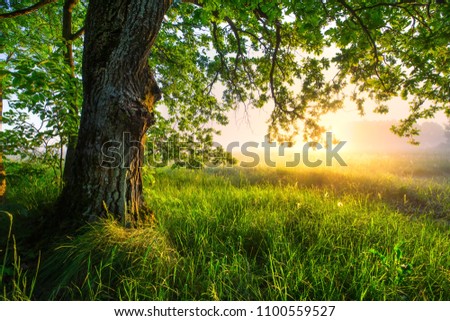 Similar – Foto Bild Sonnenaufgang, Wiese, Baum und Bach