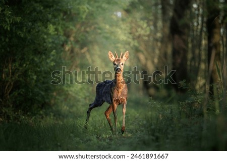 Similar – Image, Stock Photo stag Nature Animal Deer