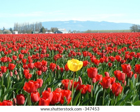 Be unique! Standout! Have your own thoughts! Be the yellow tulip in a red-tulip field!
