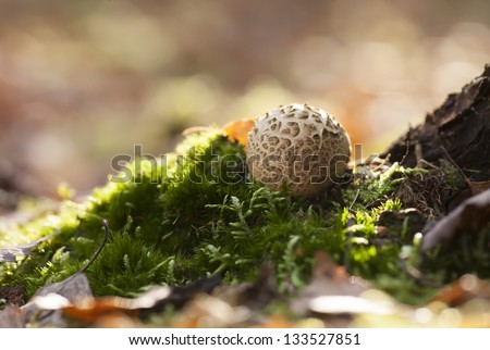 wild earth ball mushroom in moss and sunlight