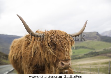 highland cow on the side of a road with big horns