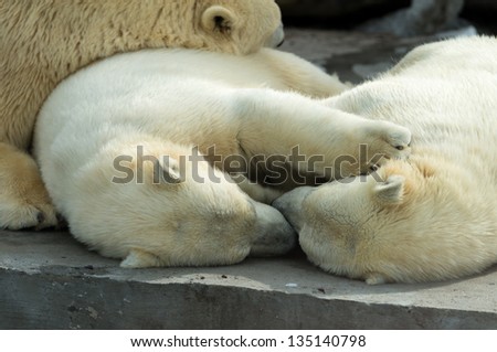 Animals: group of polar bears, mother and cubs, having a rest, sleeping together