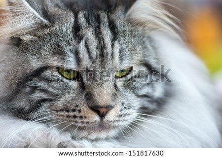 Cats and dogs: gray-white Kurilian Bobtail cat, close-up portrait, selective focus, natural blurred background