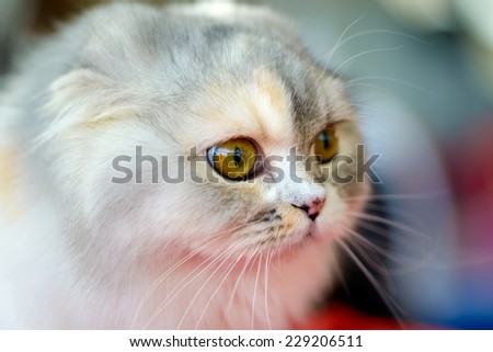 close-up portrait of Scottish Fold kitten, blurred background