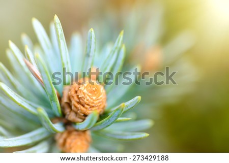 Plants and trees: fresh pine tree sprout, needles and small cones, in a sunlight, close-up shot, natural background