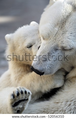Little polar bear cub playing with his mom