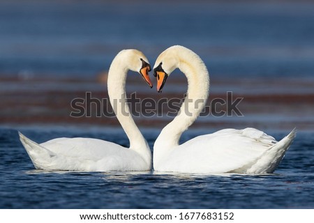 Similar – Image, Stock Photo Swan in the lake