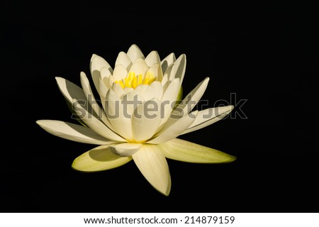 water lily isolated on black background