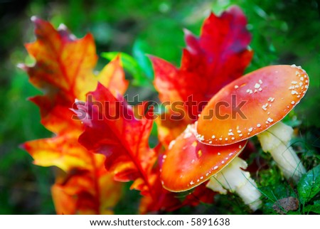 autumn scene with red spotted toadstools and red oak leaves