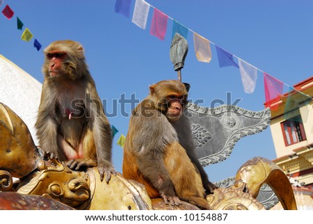 Monkeys at monkey-temple swayambhunath in Kathmandu, Nepal