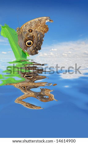 Owl butterfly with eye shaped signs on his wings on green leaf with blue sky background and water reflection