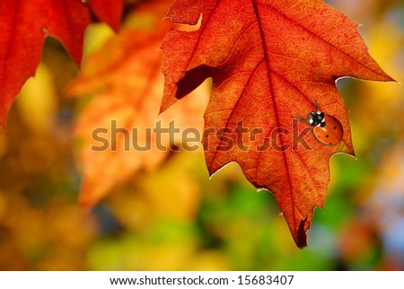 Red ladybug on colorful oak leaves in autumn