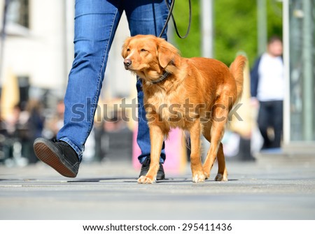Man walking the dog in the city