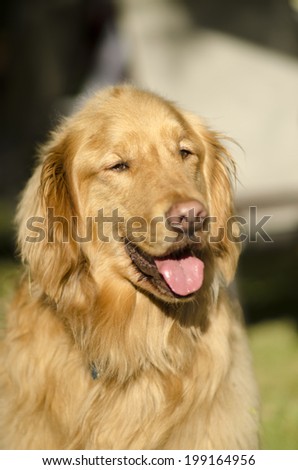 golden retriever dog in the sun