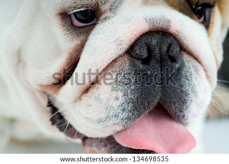Muzzle of english bulldog with his tongue sticking out