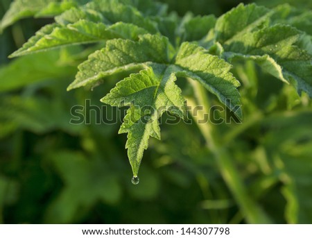 A green leaf shot in early morning light, with a water droplet hanging from the  point of the leaf