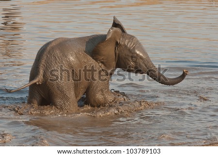Largest land mammal, generally both sexes are tusked, huge ears, use flexible trunk as aid in foraging and drinking, thick grey-brown skin hairless,
