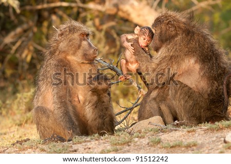Large primate with broke or U-shaped tail; coat color vary from dark grey to grey-brown; males significantly larger; long and dangerous canines; slender and with long-limbs; head elongated; social;