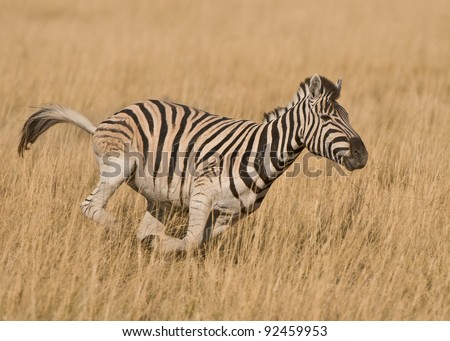 Stocky and horse-like; black and white stripes with shadow stripes superimposed on white stripes; lacks dewlap on throat; prominent mane; herds animal; grassy savannas; grazer.
