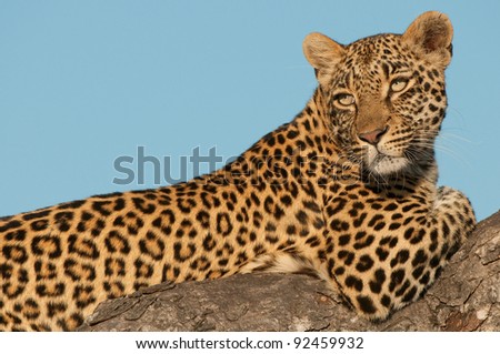 Large (20-90 kg) carnivorous cat; elegant and powerful built; long tail; widespread in savanna regions of Sub-Saharan Africa; often cache kill in trees.